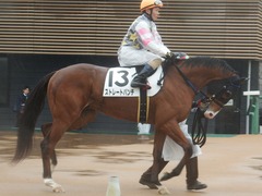 20190303 中山6R 3歳未勝利 ストレートパンチ 17