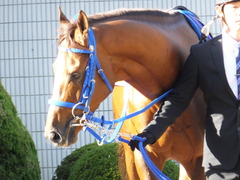 20151025 京都11R 菊花賞(G1) マッサビエル 13