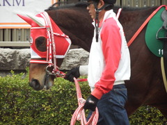 20190216 東京11R ダイヤモンドS(G3) ピッツバーグ 12