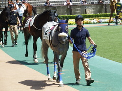 20180421 東京6R 3歳未勝利 ウェディングベール 03