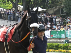 20140503 東京11R 青葉賞 ショウナンラグーン 07