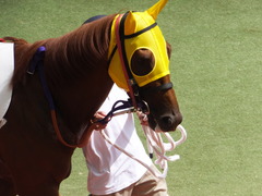 20150920 阪神7R 3歳上500万下 イサチルホープ 06