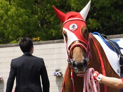 20150425 京都4R 3歳未勝利 レーヌドブリエ 12