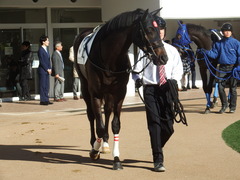 20181215 中山7R 2歳未勝利 ショウナンサジン 05