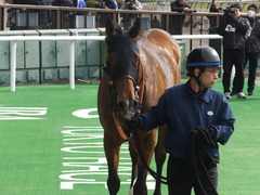20170205 東京1R 3歳未勝利 メガポリゴン 21
