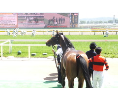 20140531 東京6R オウケンブラック 24