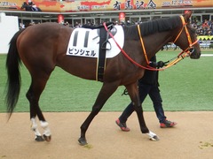 20181223 中山3R 2歳未勝利 ピンシェル 09