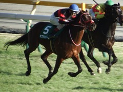 20180217 東京11R ダイヤモンドS(G3) ホウオウドリーム 26