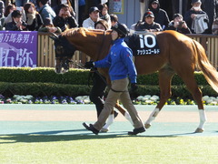 20150221 東京10R アメジストS(1600) アッシュゴールド 02
