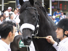 20150913 中山11R 京成杯AHC(G3) ショウナンアチーヴ 12