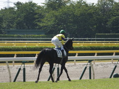 20140928 新潟4R ファインライナー 12