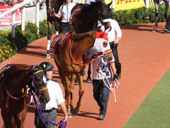 20150920 阪神11R ローズS(G2) レーヌドブリエ 04