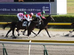 20140928 新潟8R ショウナンアポロン 15