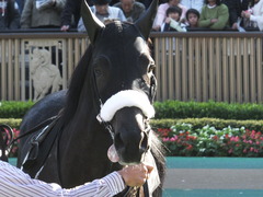 20131117 東京 ショウナンアチーヴ 09