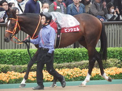 20190427 東京11R 青葉賞(G2) ピンシェル 12