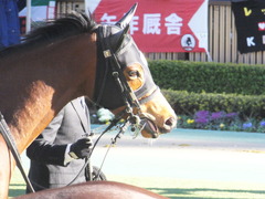 20170212 東京11R 共同通信杯(G3) ビルズトレジャー 15