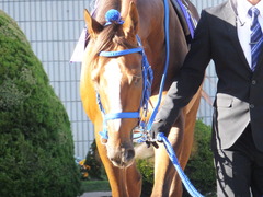 20151025 京都11R 菊花賞(G1) マッサビエル 10