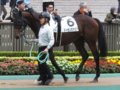 20141108 東京4R トーセンカナロア 02