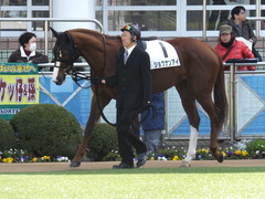 20150228 中山3R 3歳未勝利 ショウナンアイ 03