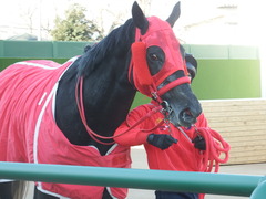 20190114 中山8R 4歳上(500) ノーザンクリス 20