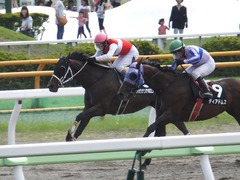 20170624 函館11R 大沼S (OP) ショウナンアポロン 19