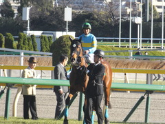 20170212 東京11R 共同通信杯(G3) ビルズトレジャー 19