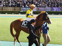 20150221 東京10R アメジストS(1600) アッシュゴールド 12