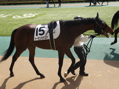 20150221 東京5R 3歳未勝利 トーセンカナロア 08