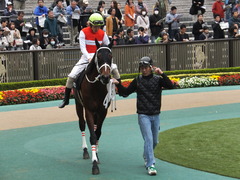 20141108 東京9R ショウナンアポロン 11