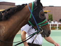 20160903 札幌12R 日高特別(1000) ツクバアスナロ 13