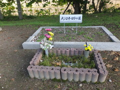 メジロオーロラ