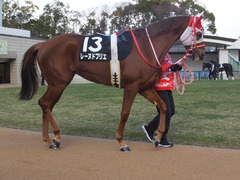 20170114 京都10R 北大路特別 4歳上牝馬1000万下 レーヌドブリエ 10
