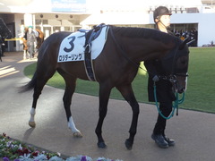 20160124 中山12R 4歳上1000万下 ロジダーリング 14
