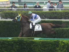 20161001 中山4R 3歳上障害未勝利 ワイルドジーク 14