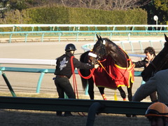 20140119 中山競馬場 ショウナンラグーン 19