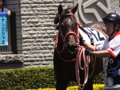 20170604 東京4R 3歳未勝利 ホウオウドリーム 14