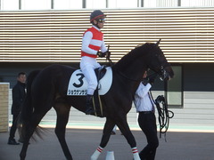 20181215 中山7R 2歳未勝利 ショウナンサジン 15
