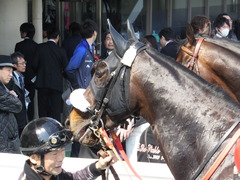 20140316 中山6R ショウナンラグーン 22
