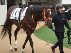 20181223 中山3R 2歳未勝利 ピンシェル 10