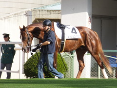 20151121京都2R 2歳未勝利 メイショウノボサン 02