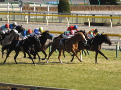 20150221 東京9R 4歳上1000万下 オウケンブラック 11
