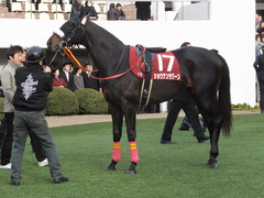 20150125 中山11R AJCC(G2) ショウナンラグーン 09