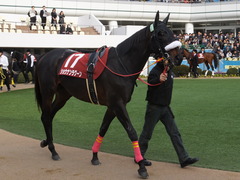20150125 中山11R AJCC(G2) ショウナンラグーン 05