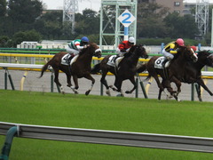 20141026 東京8R オウケンブラック 13
