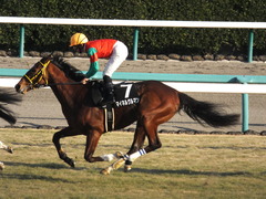 20150104 中山10R ホープフルS マイネルグルマン 12