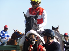20131221 中山競馬場 ショウナンラグーン 15