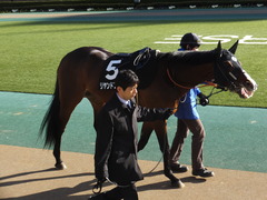 20160207 東京10R 早春S リヤンドファミユ 10