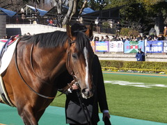 20150131 東京3R 3歳メイクデビュー プエルト 07