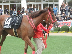20190310 中山11R アネモネS 3歳牝馬OP オトナノジジョウ 18