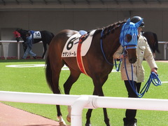 20170225 阪神4R 3歳未勝利 サテンドール 07